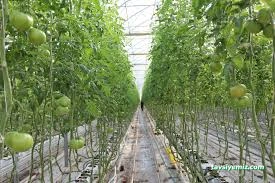 Ercansa - Agora Erzincan Sera Ercansa - Agora Erzincan Sera