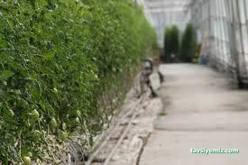 Ercansa - Agora Erzincan Sera Ercansa - Agora Erzincan Sera