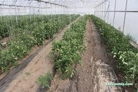 Ercansa - Agora Erzincan Sera Ercansa - Agora Erzincan Sera