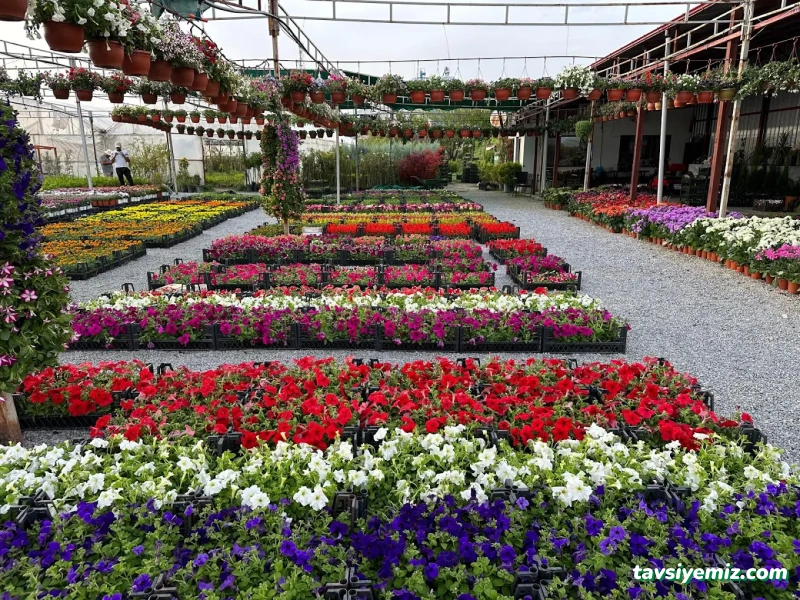 Erzincan Peyzaj Fidancılık Erzincan Peyzaj Fidancılık