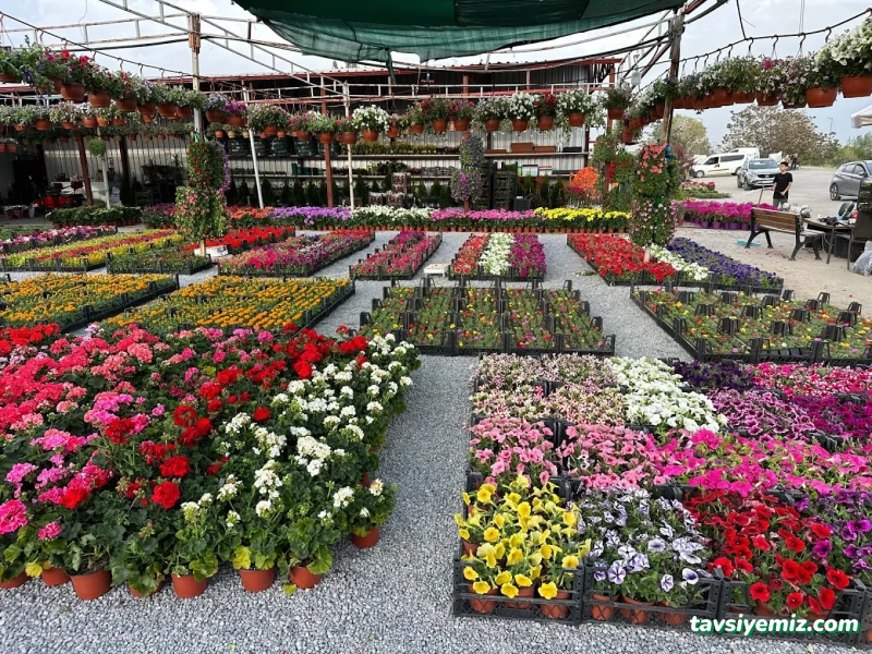 Erzincan Peyzaj Fidancılık Erzincan Peyzaj Fidancılık