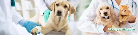 Ezirgan Veteriner Kliniği Ezirgan Veteriner Kliniği