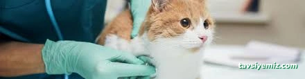 Ezirgan Veteriner Kliniği Ezirgan Veteriner Kliniği