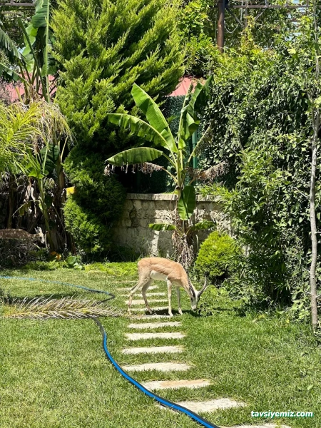 Floria Garden Peyzaj Ve Çiçekçilik Floria Garden Peyzaj Ve Çiçekçilik