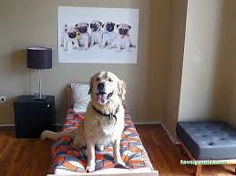 Gap-Vet Kedi Köpek Otel Gap-Vet Kedi Köpek Otel
