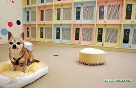 Gap-Vet Kedi Köpek Otel Gap-Vet Kedi Köpek Otel