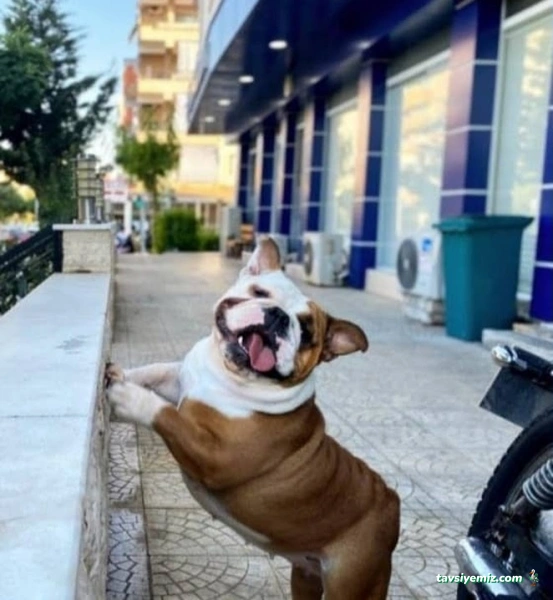 Gazi Veteriner Polikliniği Gazi Veteriner Polikliniği