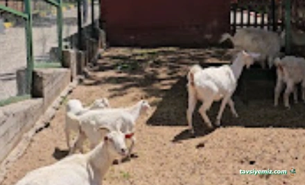 Gaziantep Büyükşehir Belediyesi Köpek Barınağı