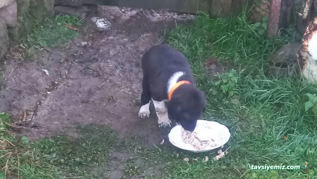 Giresun Belediyesi Hayvan Barınağı