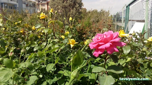 Göçkan Peyzaj Fidancılık Göçkan Peyzaj Fidancılık