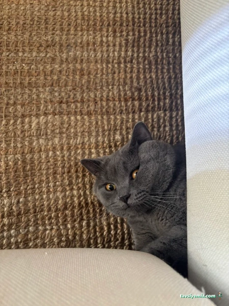 Göksel Pet Göksel Pet