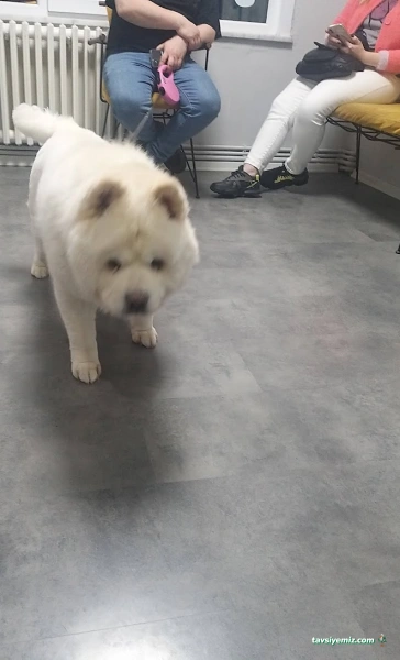 Göztepe Veteriner Kliniği Göztepe Veteriner Kliniği