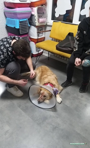 Göztepe Veteriner Kliniği Göztepe Veteriner Kliniği