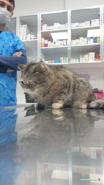 Greenvet Veteriner Polikliniği Greenvet Veteriner Polikliniği