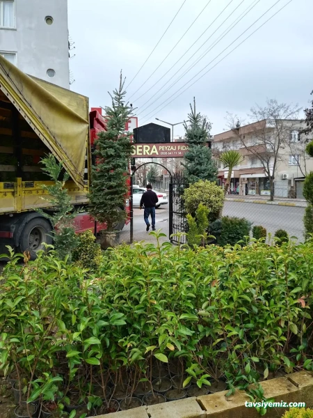 Gür Sera Peyzaj Fidanlık Gür Sera Peyzaj Fidanlık