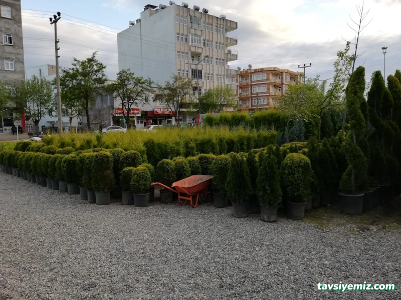Gür Sera Peyzaj Fidanlık Gür Sera Peyzaj Fidanlık