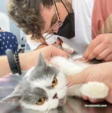Hakkari Veteriner Kliniği Hakkari Veteriner Kliniği