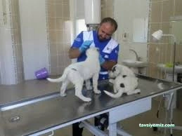 Hakkari Veteriner Kliniği Hakkari Veteriner Kliniği