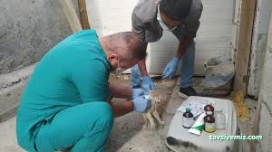 Hakkari Veteriner Kliniği Hakkari Veteriner Kliniği