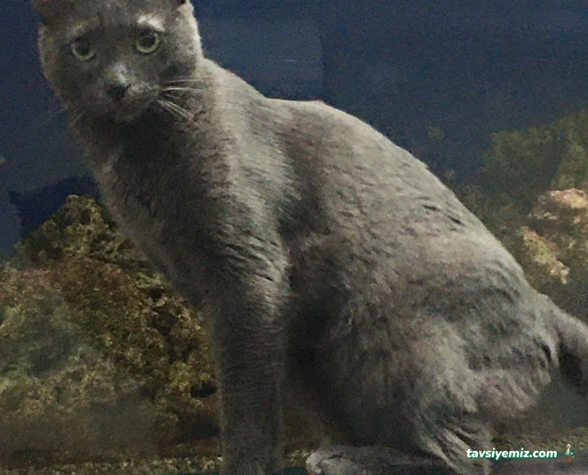 Halkalı Veteriner Kliniği Halkalı Veteriner Kliniği