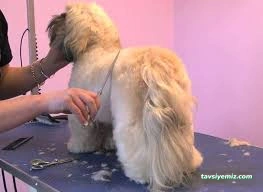 Hayat Petshop Hayat Petshop