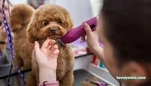 Hayat Petshop Hayat Petshop