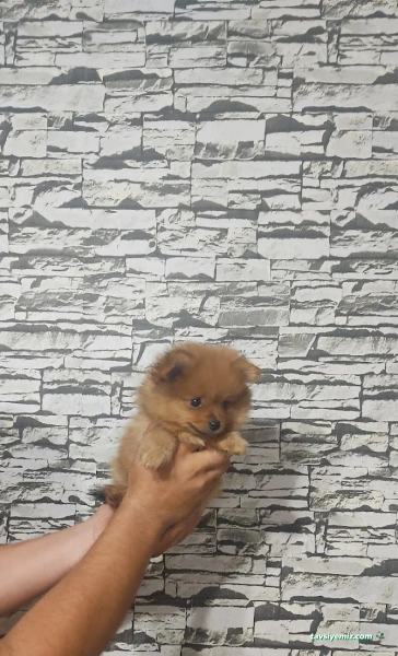 Haylaz Pati Pet Shop
