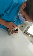Haznedar Veteriner Kliniği, Bahçelievler İstanbul Haznedar Veteriner Kliniği, Bahçelievler İstanbul