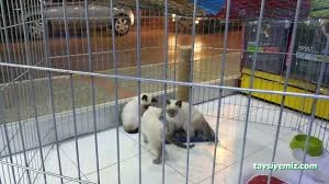 Hobby Pet Shop Hobi Grup Ltd. Hobby Pet Shop Hobi Grup Ltd.