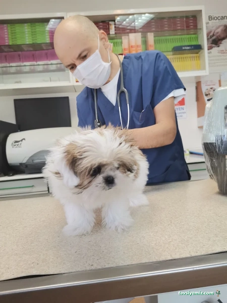 Hoşdere Veteriner Kliniği Hoşdere Veteriner Kliniği