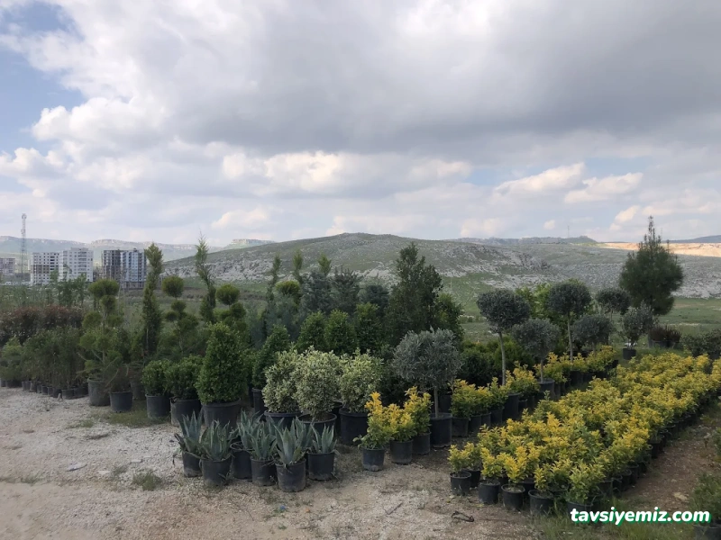 Ht Peyzaj Çiçekçilik Mardin Ht Peyzaj Çiçekçilik Mardin