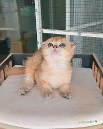 İlkim Pet Shop İlkim Pet Shop