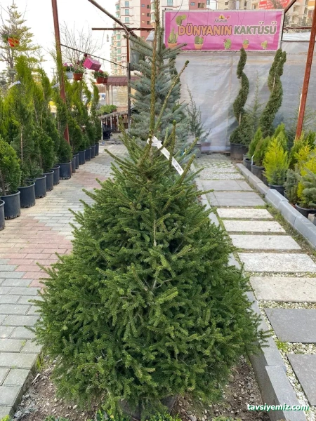 İstanbullu Peyzaj İstanbullu Peyzaj