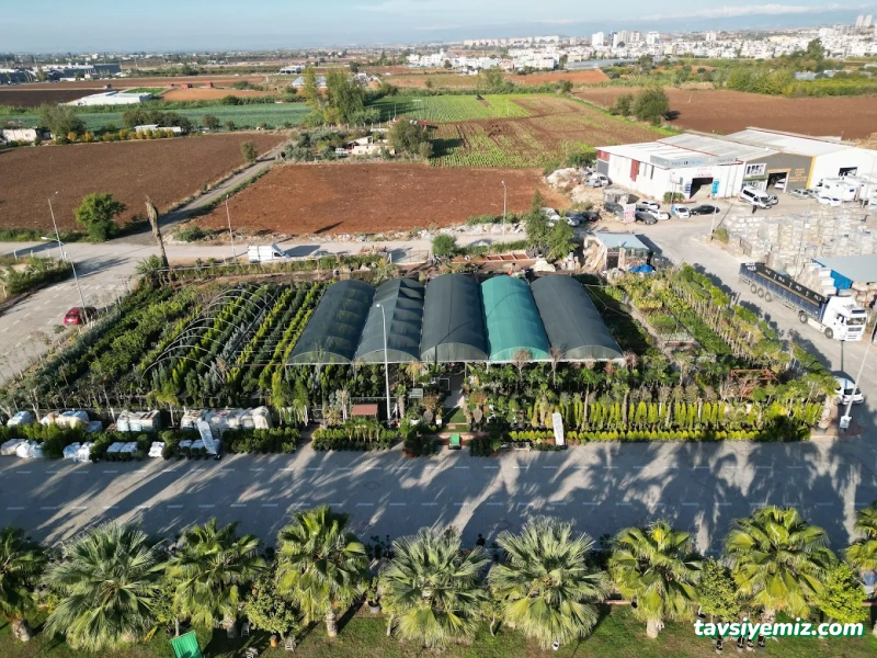 İstanbullu Peyzaj İstanbullu Peyzaj
