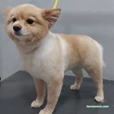 Jupa Pet