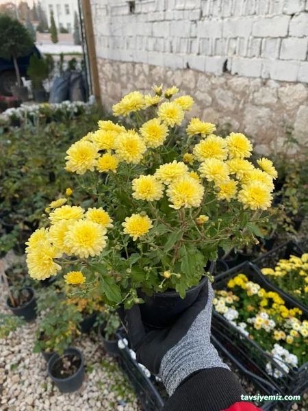 Karabağ Fidancılık Çiçekçilik Ve Peyzaj. Karabağ Fidancılık Çiçekçilik Ve Peyzaj.