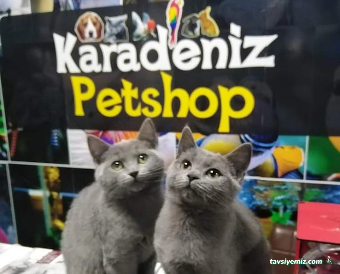 Karadeniz Petshop Kocaeli Karadeniz Petshop Kocaeli