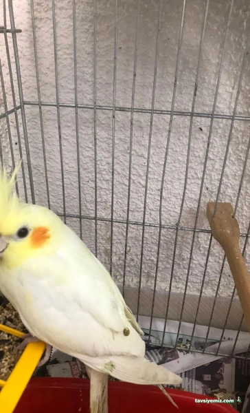 Karadeniz Petshop Kocaeli Karadeniz Petshop Kocaeli