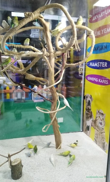 Karadeniz Petshop Kocaeli Karadeniz Petshop Kocaeli