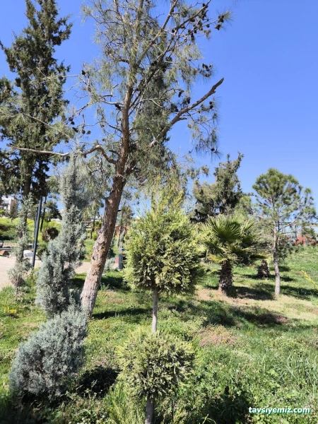 Karataş Parkı