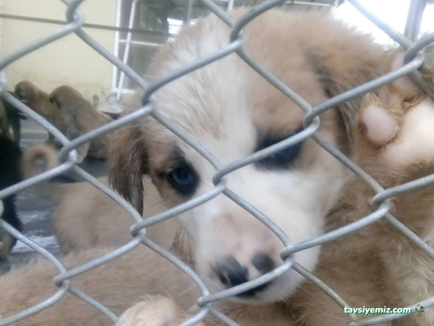 Kars Özcan Hayvancılık