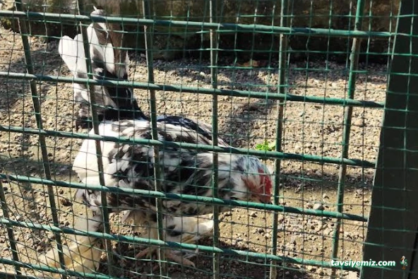 Kars Özcan Hayvancılık