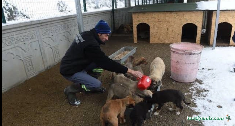 Kastamonu Belediyesi Geçici Hayvan Bakımevi
