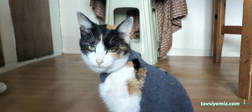 Kastamonu Belediyesi Geçici Hayvan Bakımevi