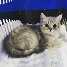 Kastamonu Empati Veteriner Kliniği Ve Evcil Hayvan Pansiyonu Kastamonu Empati Veteriner Kliniği Ve Evcil Hayvan Pansiyonu