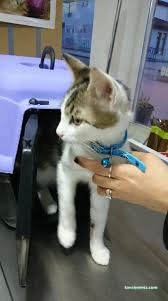 Kastamonu Empati Veteriner Kliniği Ve Evcil Hayvan Pansiyonu Kastamonu Empati Veteriner Kliniği Ve Evcil Hayvan Pansiyonu