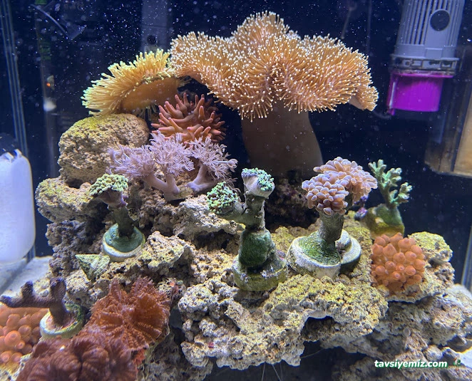 Kayahan Petshop (Akvaryum Balık Avm)