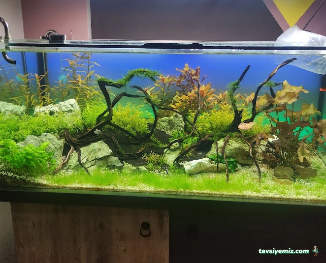 Kayahan Petshop (Akvaryum Balık Avm)