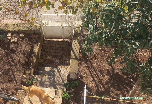 Kbb Sokak Hayvanları Geçici Bakım Evi