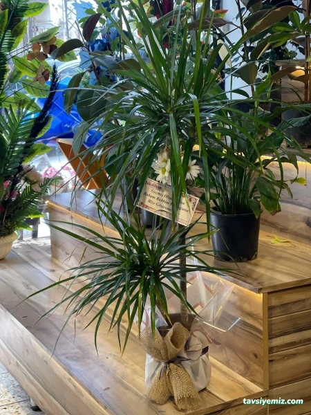 Kilis Neslihan Çiçek Galerisi Peyzaj Organizasyon Kilis Neslihan Çiçek Galerisi Peyzaj Organizasyon